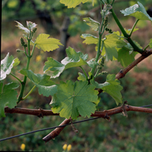 Blossoming vine 